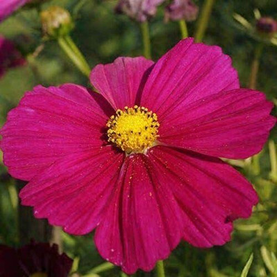 VibeX NBIR-76 - Dazzler Cosmos Flower - (270 Seeds) Seed(270 per packet)