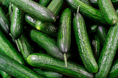 WILLVINE LX-616 Crisp and Sweet “Beit Alpha” Cucumber Seeds Seed(200 per packet)