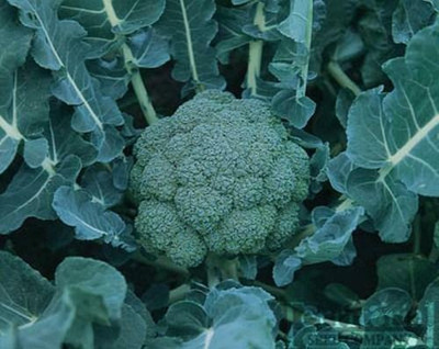 CYBEXIS Fiesta F1 Hybrid Broccoli2000 Seeds Seed(2000 per packet)