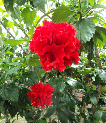 CRGO HIBISCUS , GUDHAL Seed(10 per packet)
