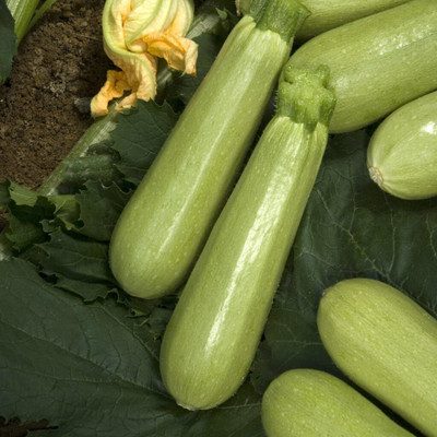 Biosnyg Hybrid Aspirant Zucchini Vegetable Seeds for Kitchen Gardening - (40 Seeds) Seed(40 per packet)