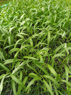 abiswas Water Spinach Seed(1200 per packet)