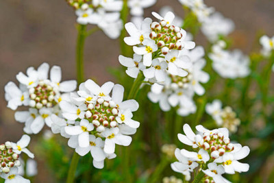 fixeded Candytuft flower seeds, For Gardening Seed(20 per packet)