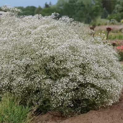 Aro Gypsophila Seed(94 per packet)