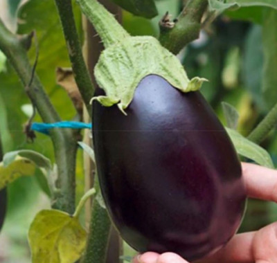 UGRA Brinjal Seed(2000 per packet)