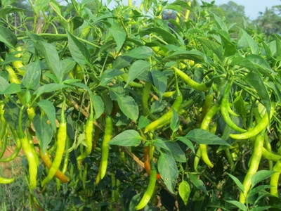 XOLDA Green Chilli Seed(33 per packet)