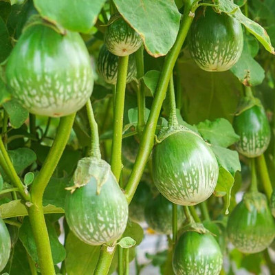 Biosnyg Brinjal Green Round (400 Seeds) Seed(400 per packet)