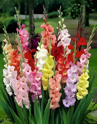 LiveNature Gladiolus MultiColor Mix Flower Bulb | Best For Home Garden & Terrace-10 Seed(1 per packet)