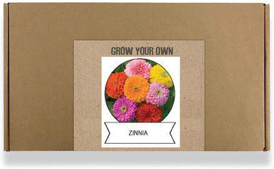 CYBEXIS Zinnia Flower Seeds100 Seeds Seed(100 per packet)
