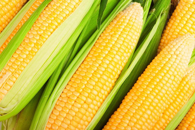 Qualtivate HYB-1A Kandy Korn Corn Seed(400 per packet)