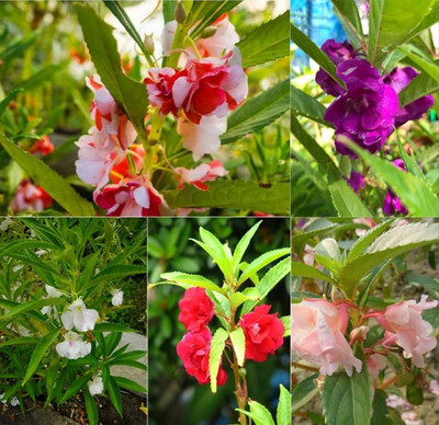 ibains Balsom flower seeds Seed(120 per packet)