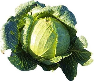 WILLVINE GBPUT -XIII Cabbage Late Flat Dutch Seeds [50g] Seed(15000 per packet)