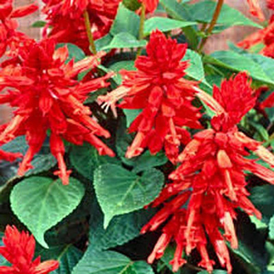 TRICONE Salvia Red Color Flower Seeds For Home Gardening 10 Seeds Pack GH32 Seed(10 per packet)