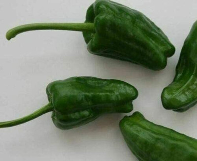 CYBEXIS Seeds of Vegetables Chili Pepper Padron Large600 Seeds Seed(600 per packet)