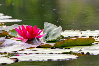 Kritanjali Creations lotus,kamal gatta Seed(15 per packet)