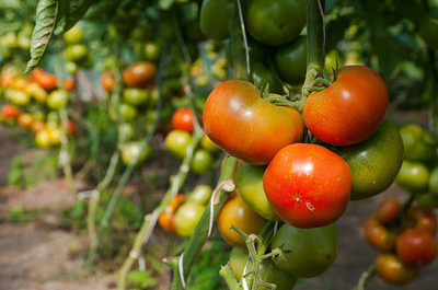 Go Raw tomato Seed(85 per packet)