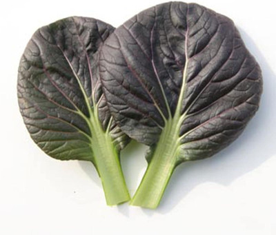 WILLVINE KGF -VIII Cabbage Seeds - Pak Choi - Red Tatsoi [50g] Seed(15000 per packet)