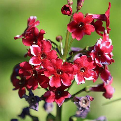 Aywal Phlox Hybrid Flower Seed(20 per packet)