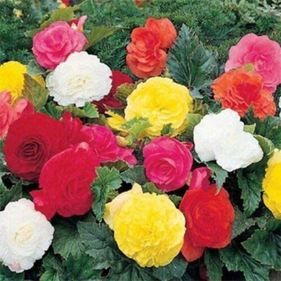 CYBEXIS PAU-45 - Begonia Double Mix jocad - (90 Seeds) Seed(90 per packet)