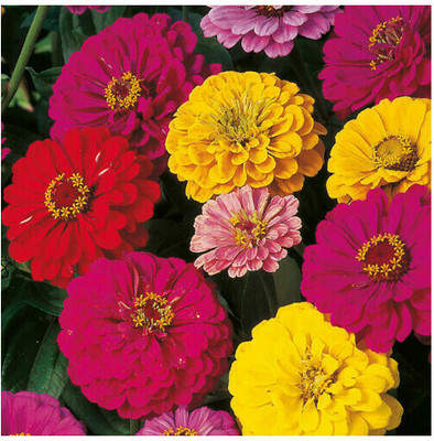 UGRA Zinnia Choice Mixed Colour Seed(20 per packet)