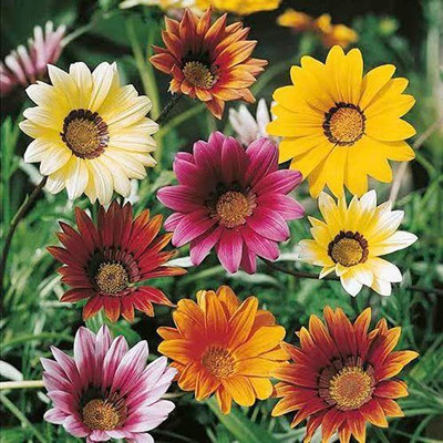 ACCELCROP Mixed Gazania Flower Seed(12 per packet)