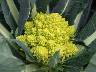 Facchini Group white cauliflower,gobhee seeds Seed(45 per packet)