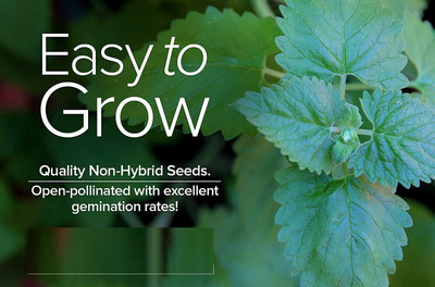 Qualtivate XLL-78 Catmint (Catnip, Catswort, Catwort) Seed(1000 per packet)