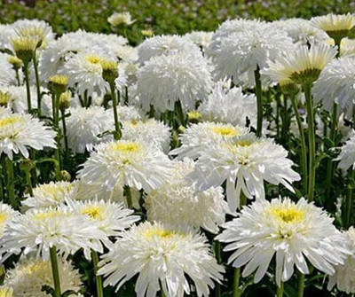 CYBEXIS Chrysanthemum leucanthemum Flowers Seed(25 per packet)