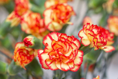 XOLDA Exotic carnation Seed(31 per packet)