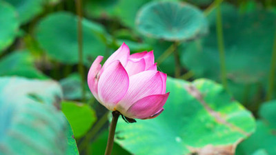 Tastism lotus,kamal seeds Seed(14 per packet)