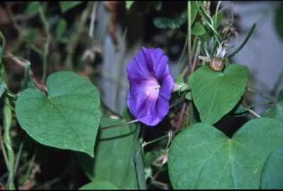 Quentova Ipomoea purpurea — common morning-glory-XII-8H Seed(100 per packet)