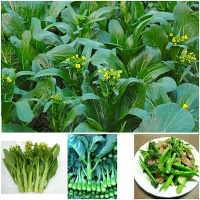 CYBEXIS NBIR-25 - Choy Sum Mustard - (2250 Seeds) Seed(2250 per packet)