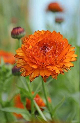 CRGO CALENDULA Seed(15 per packet)
