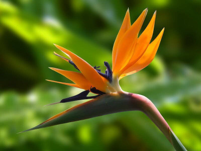 Pbevergreen bird of paradise beautiful flower hybrid seeds 1-packet Seed(55 per packet)