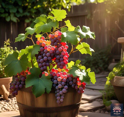 NooElec Seeds India Dwarf Red Globe Grapes Hybrid Seeds Pack (25 Seeds) - Fast Growing, Easy Care Seed(25 per packet)