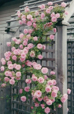 CRGO ROSE , GULAAB Seed(70 per packet)