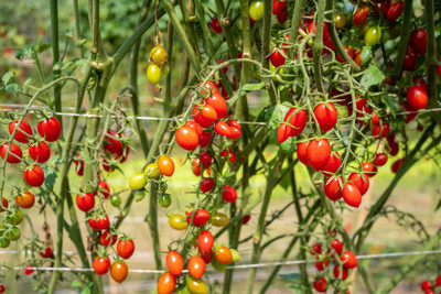 dorvik collections tomato Seed(115 per packet)