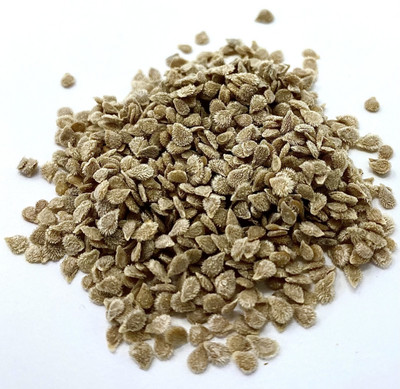 BDSresolve F1 tomato seeds PCK OF 83 Seed(83 per packet)