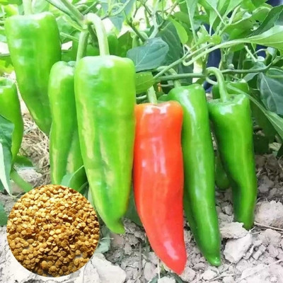DEYS AGRO ™ CW44- chilli seeds,mirchi|chilli seeds hybrid Seed(140 per packet)