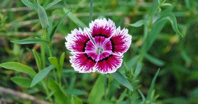 Aywal Dianthus Barbarini Red Flower Seed(70 per packet)