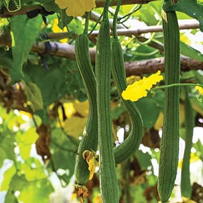 Qualtivate HUA-5A Luffa Sponge Gourd Vegetable Seeds Seed(50 per packet)