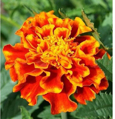 Avysa French गेंदे का फूल / Organic Flower Orange Seed(200 per packet)