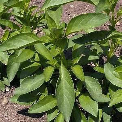 VibeX XL-29 - Organic Lime Basil - (4500 Seeds) Seed(4500 per packet)