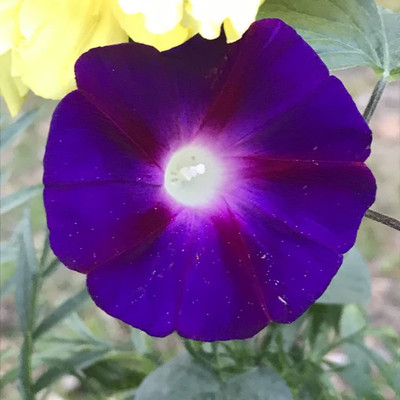 VibeX LX-13 - Deepest Darkest Morning Glory Waterfall - (100 Seeds) Seed(100 per packet)