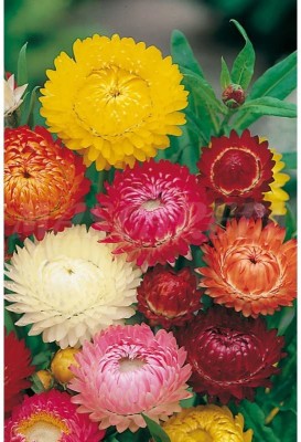 KANAYA Helichrysum/Paper Flower Seeds F1 hybrid flower Seed(30 per packet)