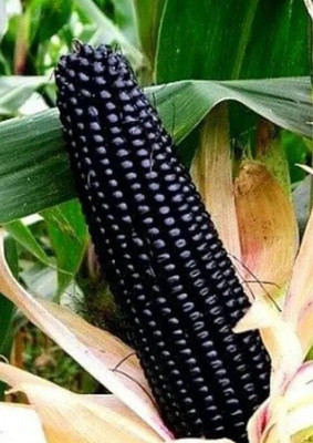 LPR SWEET CORN,BUTTA SEEDS Seed(200 per packet)