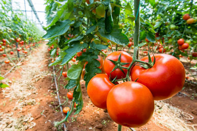 shivay Export tomato Seed(110 per packet)