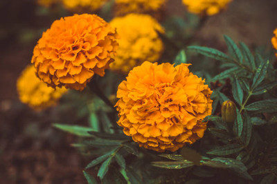 KUNJIKA JADIBOOTI marigold/gende ka phool flower seeds Seed(50 per packet)