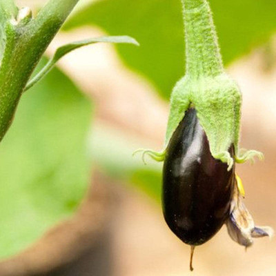 CYBEXIS Mini Eggplant Seeds in Northeast600 Seeds Seed(600 per packet)