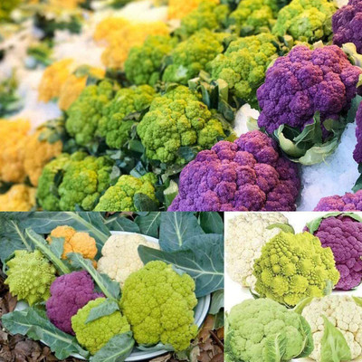 CYBEXIS Fast Germination Colorful Cauliflower Seeds2000 Seeds Seed(2000 per packet)